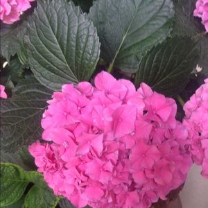 Meet your Posher, Paula